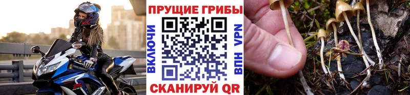 Псилоцибиновые грибы Psilocybe  Коломна 